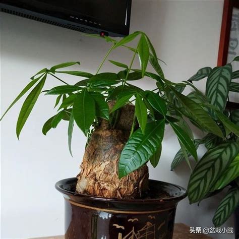 門口左右 邊種樹|10種旺財門口植物